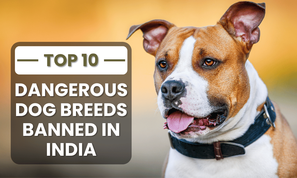 ten most dangerous dog breeds that are banned in India