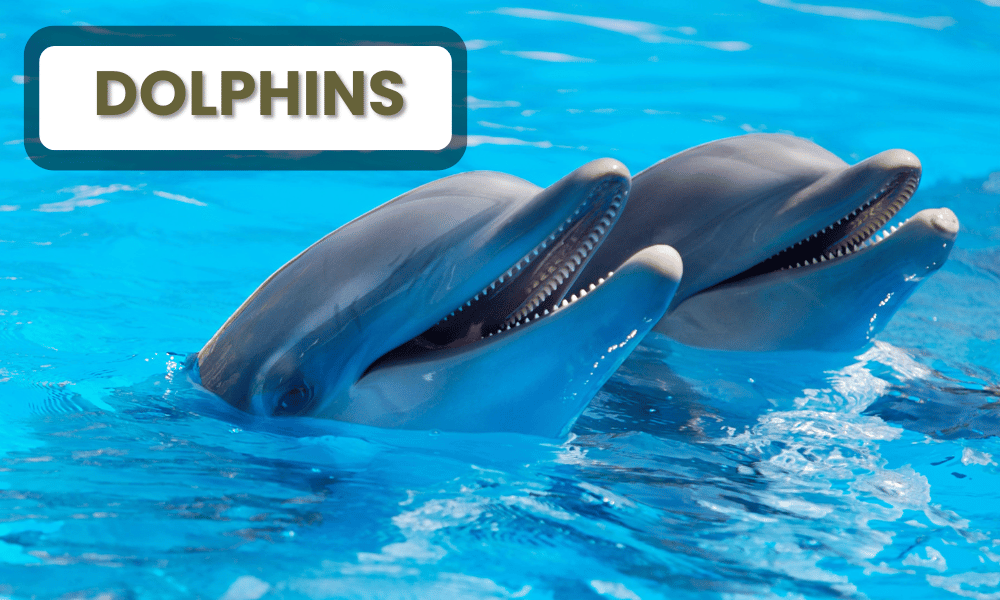 Dolphins are widely regarded as one of the most intelligent species on Earth,