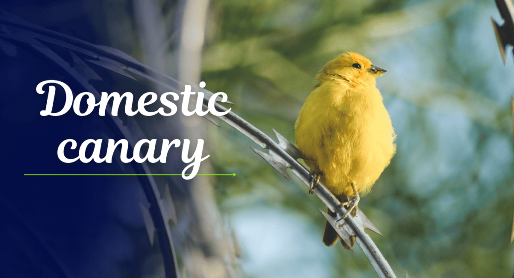 The Domestic Canary, with its vibrant yellow feathers and melodic singing, is one of the most popular pet birds worldwide and Beautiful Singing Birds.