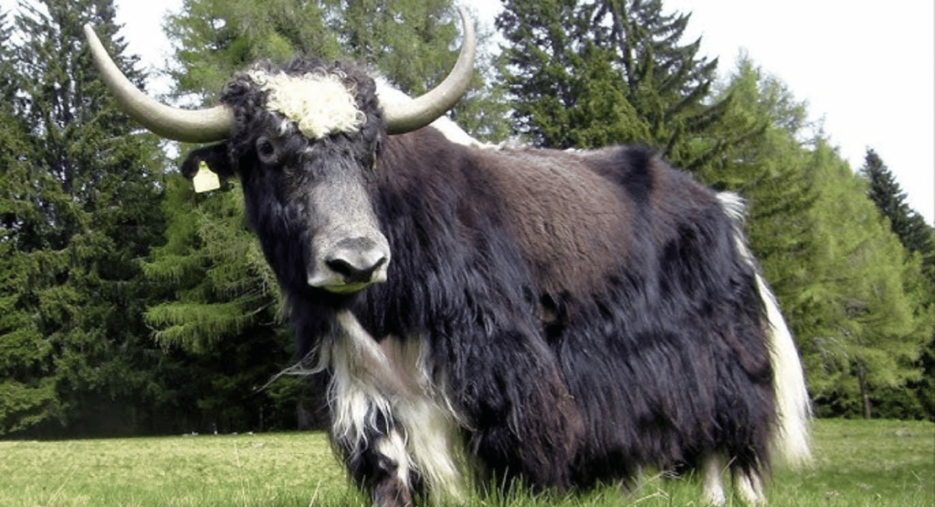 The Dzo, a hybrid resulting from the crossbreeding of a male yak and a domestic cow, is a fascinating example of hybrid animals created by humans.