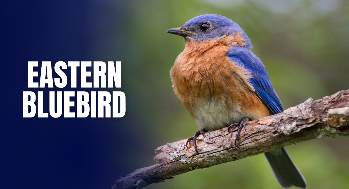 The Eastern Bluebird (Sialia sialis) is a small migratory songbird that captures the hearts of many with its vibrant plumage and cheerful song