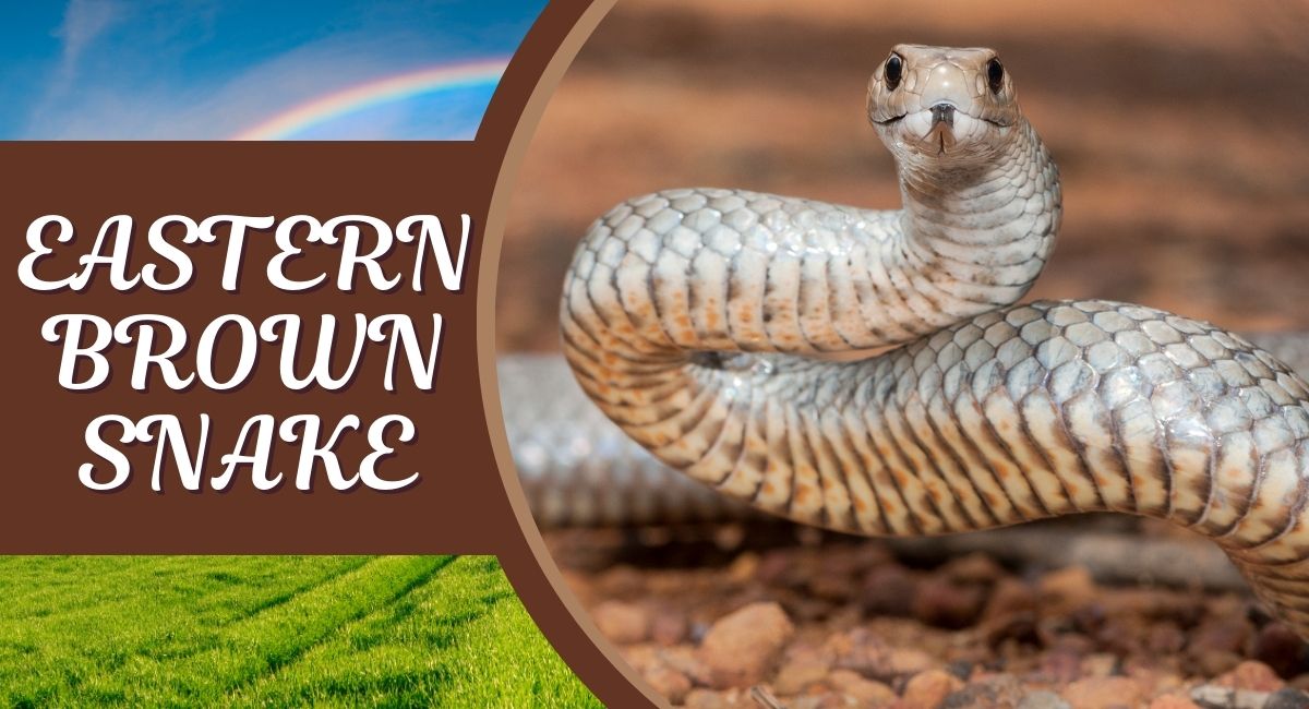 The Eastern Brown Snake is widely regarded as one of the deadliest snakes in the world