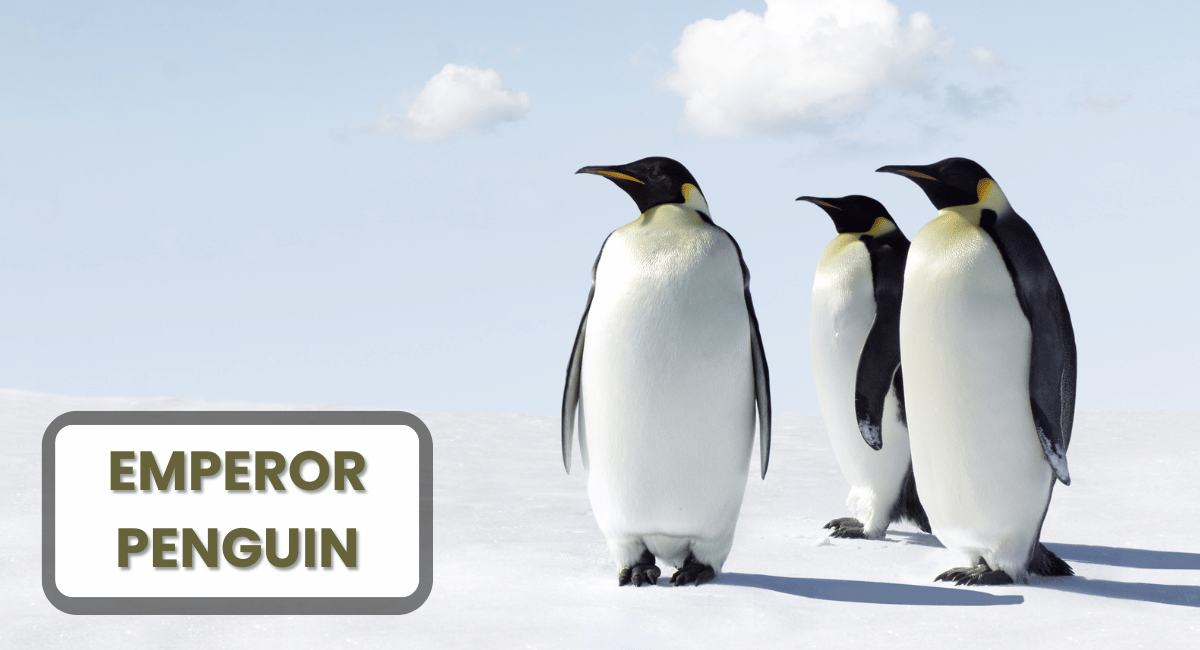 The Emperor Penguin is the most iconic and largest of all penguin species, standing at an impressive height of up to 4 feet and weighing between 50 to 100 pounds.