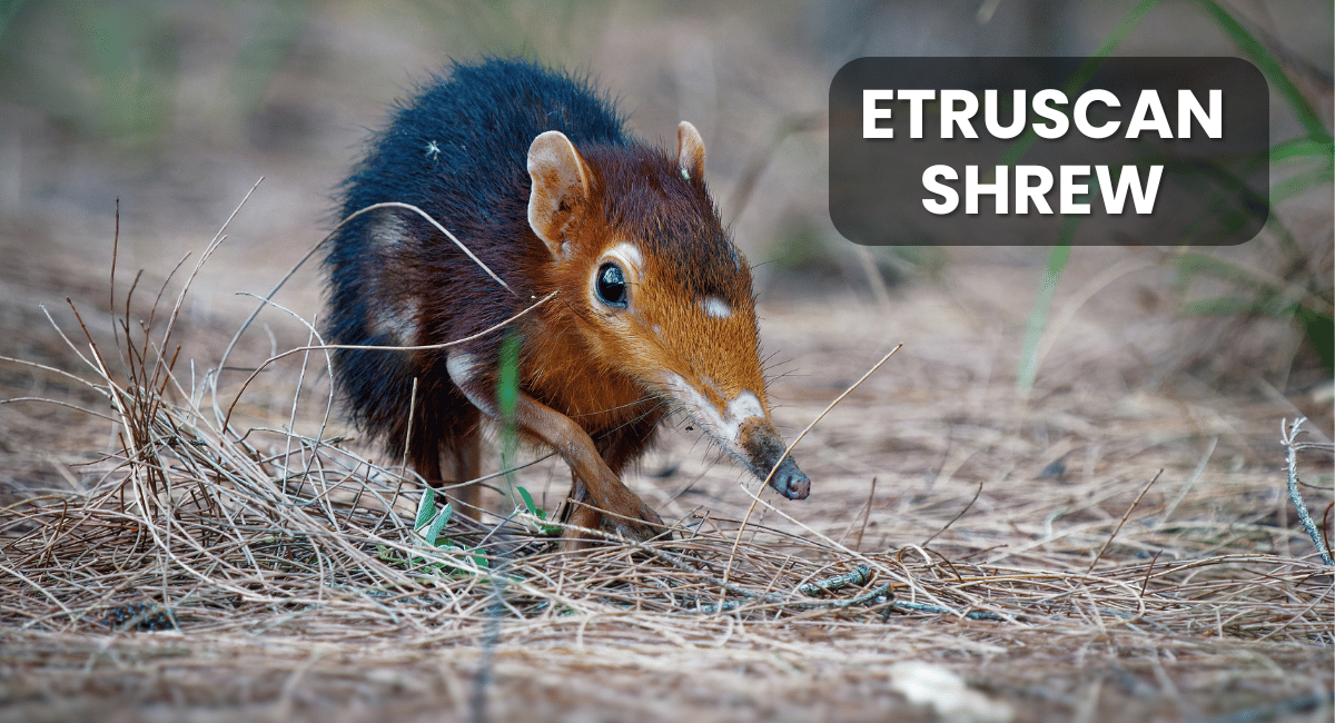 The Etruscan Shrew (Suncus etruscus) holds the title of the world’s smallest mammal by weight, typically weighing around 1.8 grams.