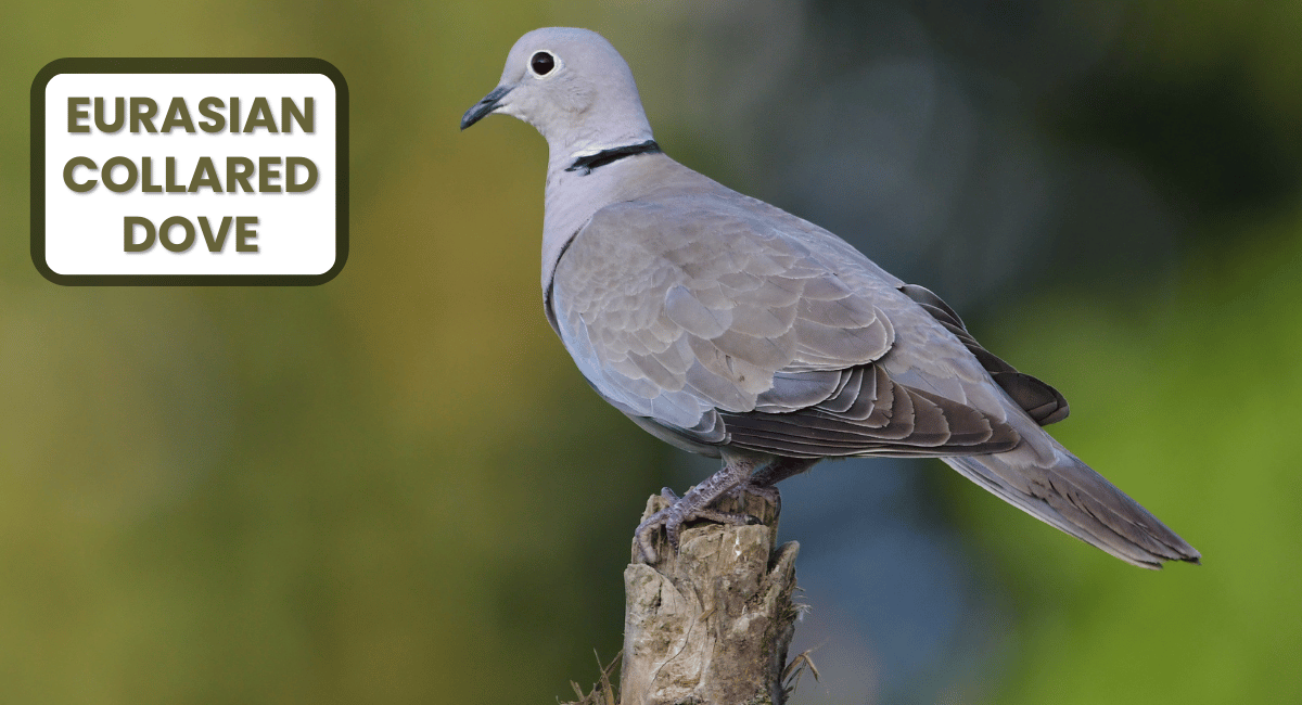 The Eurasian Collared-Dove is a medium-sized bird known for its distinctive appearance and gentle cooing calls