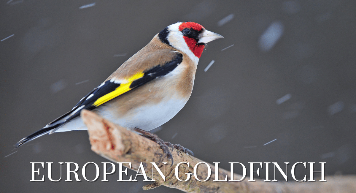 The European Goldfinch (Carduelis carduelis) is one of the most recognized beautiful yellow birds