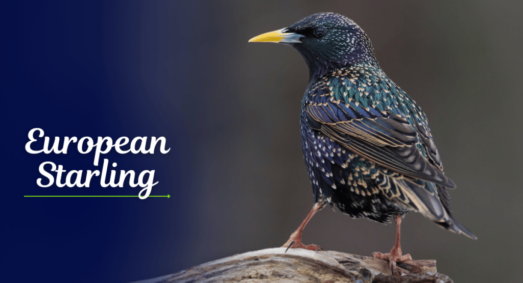 The European Starling (Sturnus vulgaris) is a highly adaptable and social bird