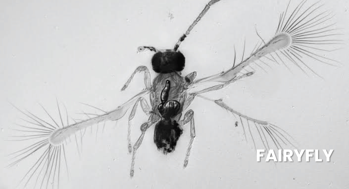 The fairyfly, scientifically known as Tinkerbella nana, is celebrated as the smallest insect in the world, with some individuals measuring less than 0.2 millimeters in length.