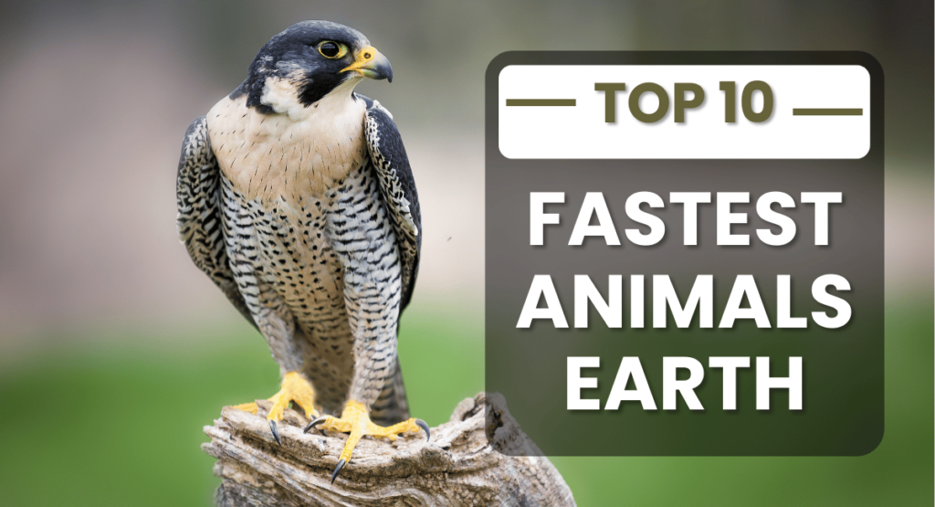 The peregrine falcon is widely regarded as the fastest bird in the world and one of the fastest animals on Earth