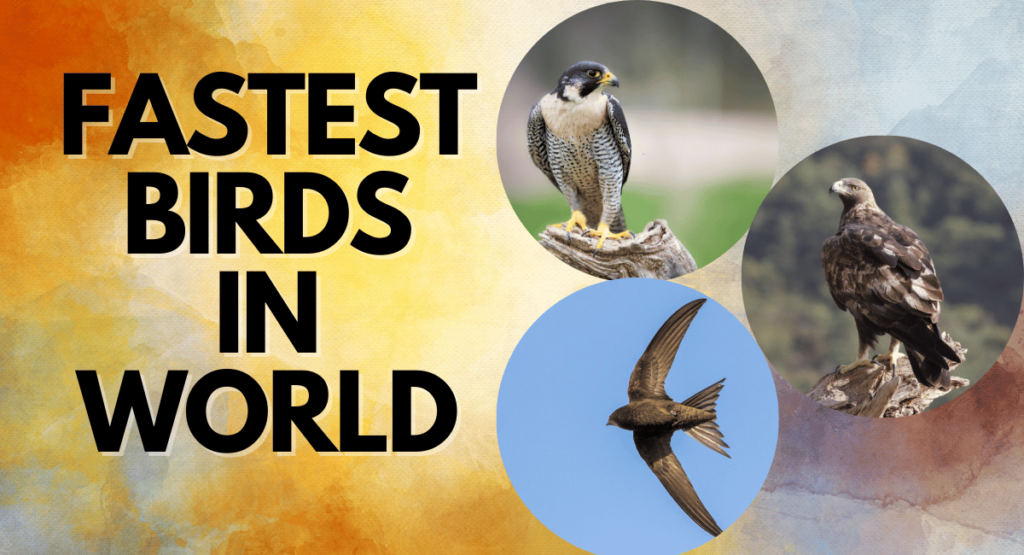 Top 10 Fastest Birds in the World