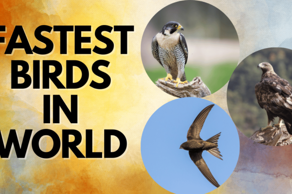 Top 10 Fastest Birds in the World Top 10 Fastest Birds in the World