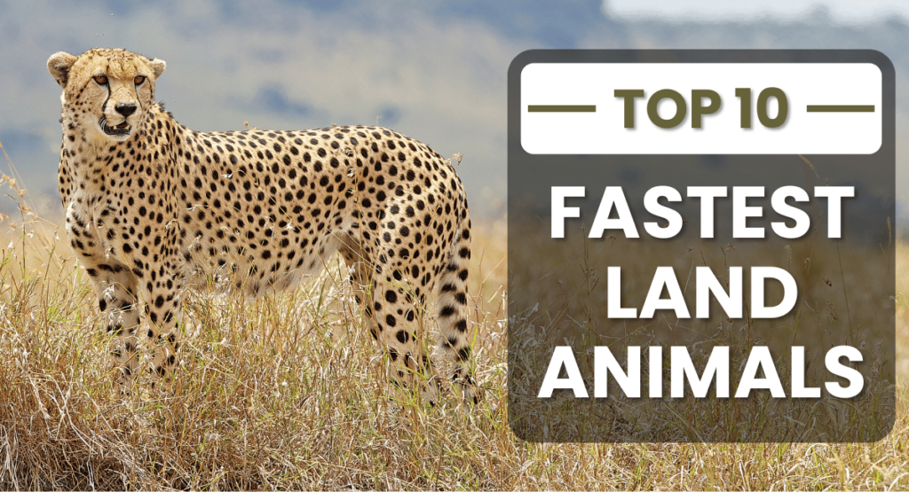 The cheetah holds the title as the fastest land animal