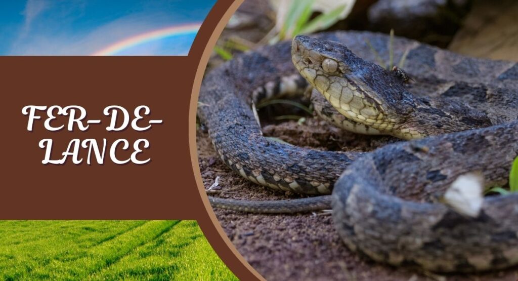 The Fer-de-Lance, scientifically known as Bothrops asper, is one of the most dangerous snakes