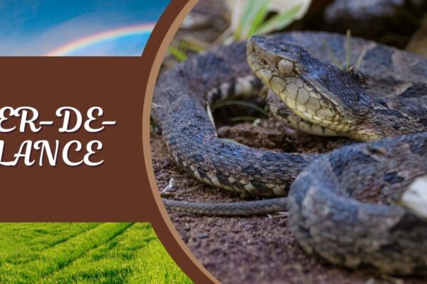 Fer-de-Lance The Fer-de-Lance, scientifically known as Bothrops asper, is one of the most dangerous snakes