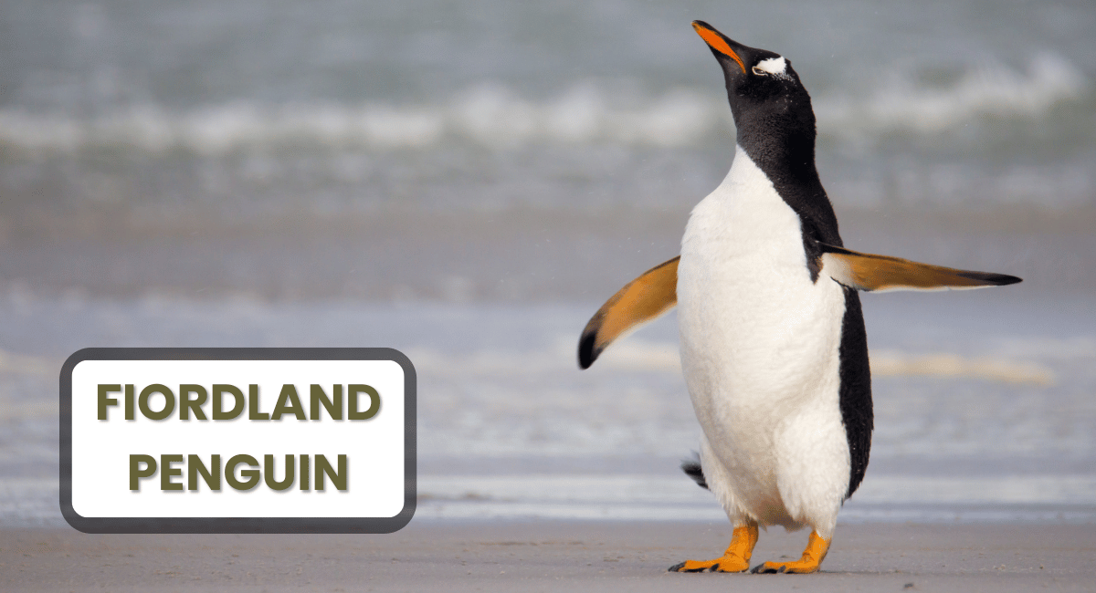 The Fiordland penguin, also known as the tawaki, is one of the lesser-known yet fascinating species among the largest penguins in the world