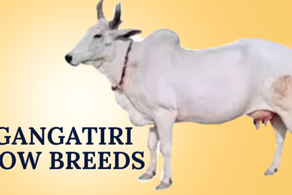 Gangatiri Cow Breeds In India Gangatiri Cow Breeds