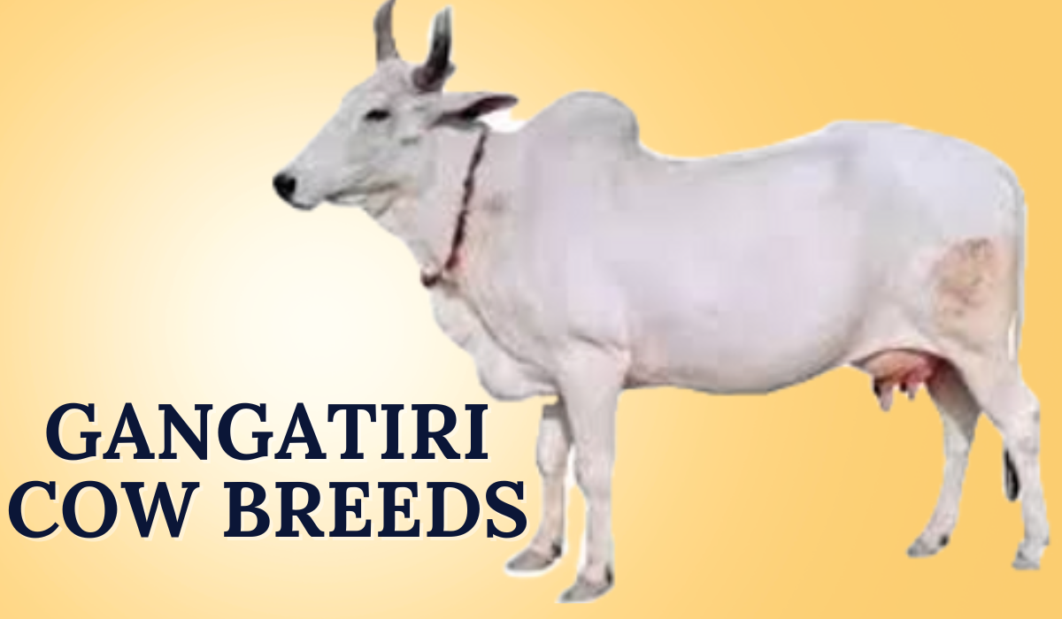 Gangatiri Cow Breeds in India | Characteristics, Benefits