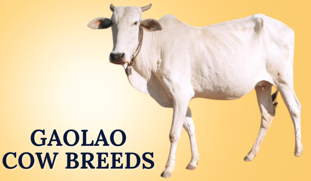 Gaolao Cow Breeds