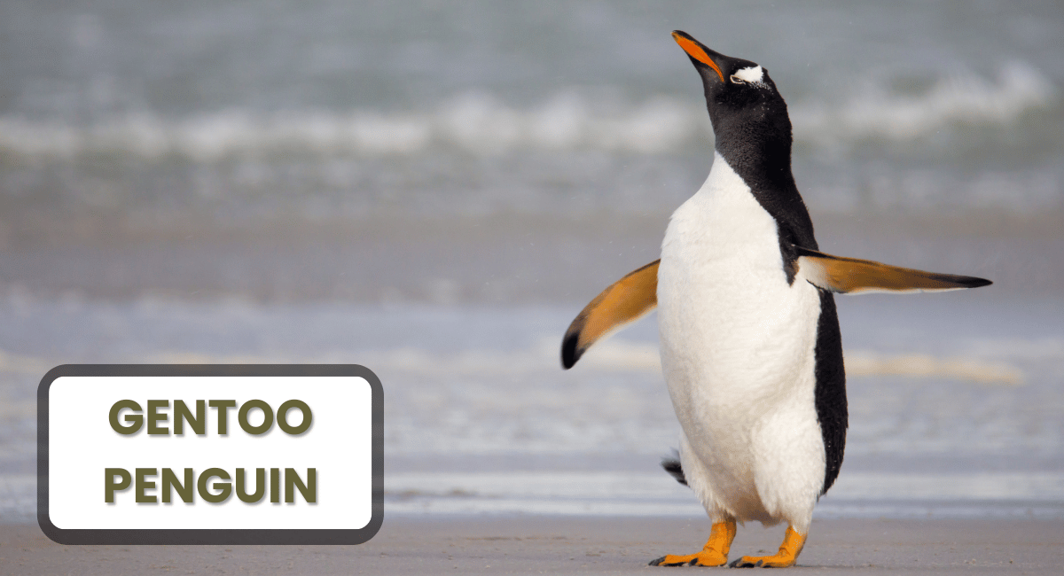 The Gentoo penguin is one of the most fascinating species among the largest penguins in the world