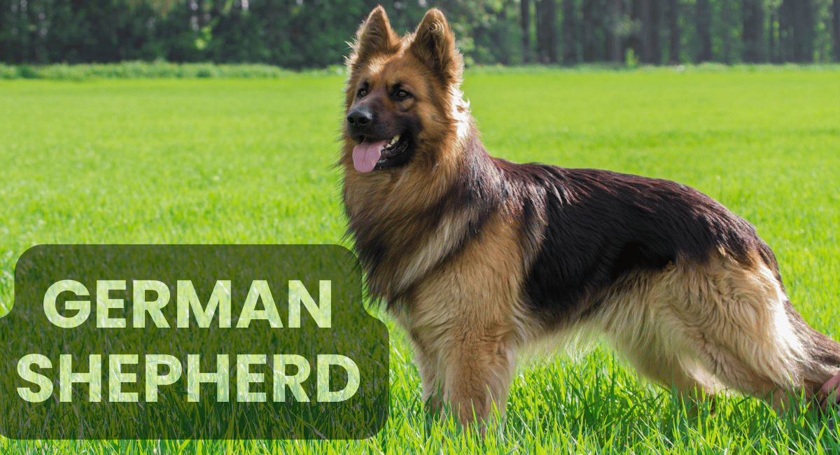 The German Shepherd is widely recognized as one of the smartest dog breeds in the world