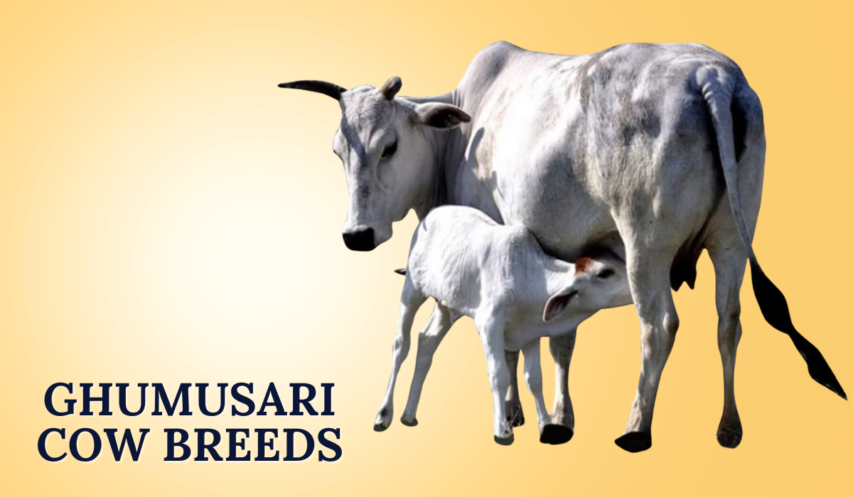 Ghumusari Cow Breeds