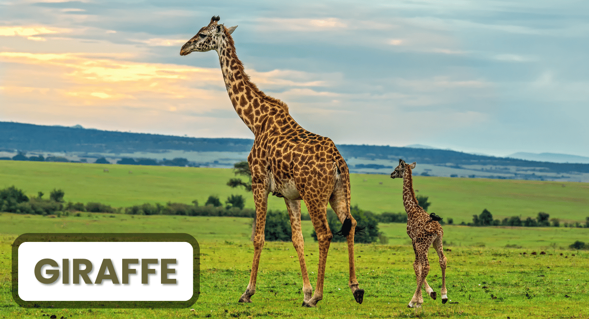 The giraffe, scientifically known as Giraffa camelopardalis, is one of the most recognizable creatures in the animal kingdom