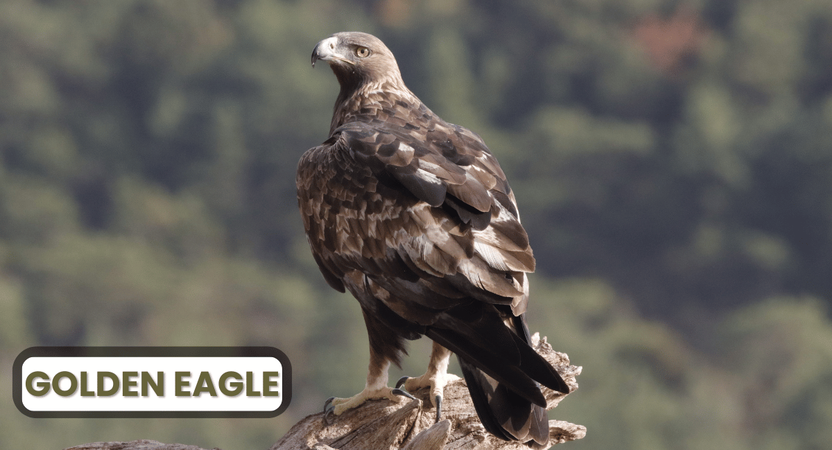 The Golden Eagle is one of the most formidable birds of prey, renowned for its incredible speed, agility, and striking appearance