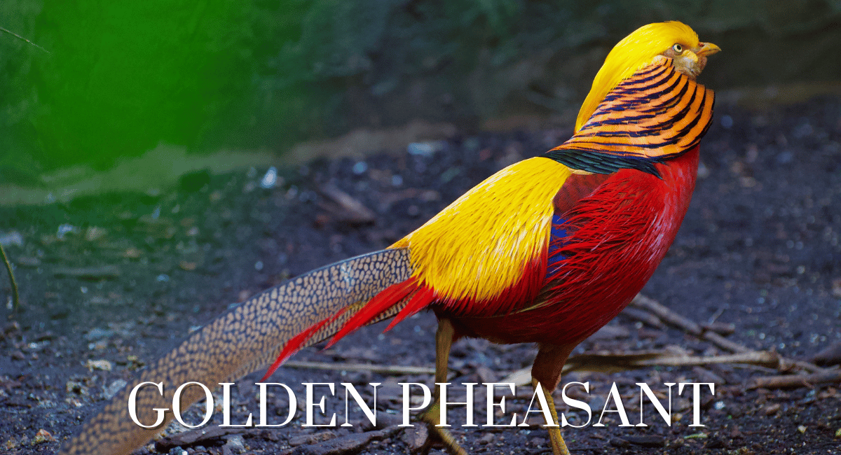 The Golden Pheasant (Chrysolophus pictus) is one of the most visually striking beautiful yellow birds in the world