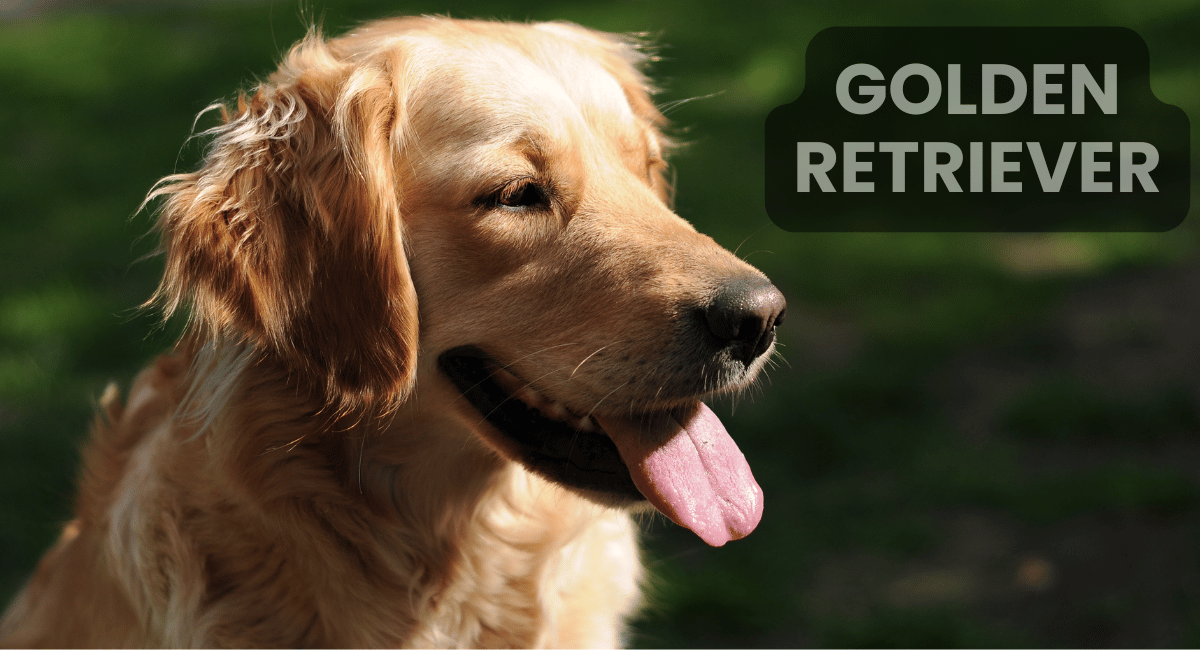 The Golden Retriever is widely recognized as one of the smartest dog breeds in the world, known for its friendly temperament, intelligence, and loyalty.