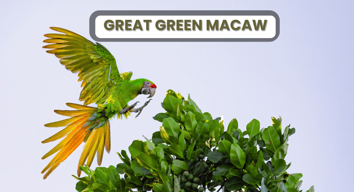 The Great Green Macaw is a stunning bird that ranks among the largest parrots in the world