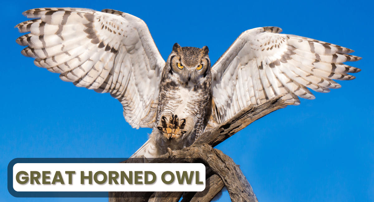 The Great Horned Owl is one of the most widespread and formidable Dangerous Birds of prey in the Americas