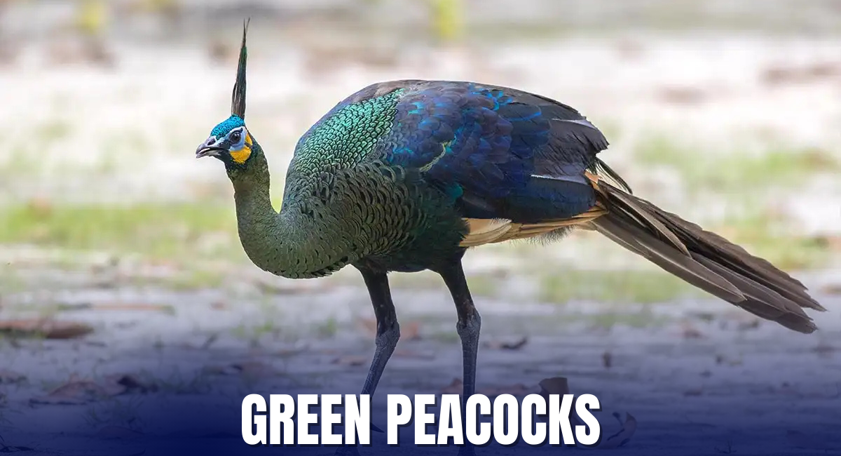 The Green Peafowl (Pavo muticus) is often celebrated as one of the beautiful and largest peacocks in the world.