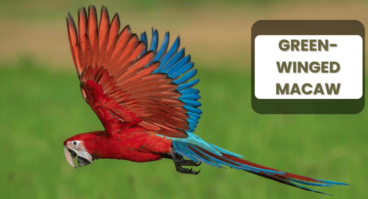 The Green-Winged Macaw (Ara chloropterus) is one of the largest parrots in the world