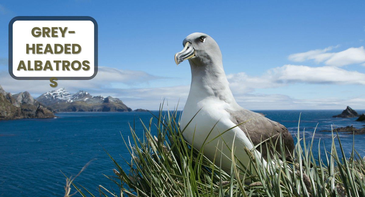 The Grey-headed Albatross is a remarkable seabird known for its impressive wingspan and striking appearance.