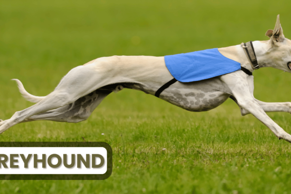 Greyhound The Greyhound is renowned for being the Fastest Land Animals breed of domestic dog, capable of reaching impressive speeds of up to 45 mph (72 km/h)
