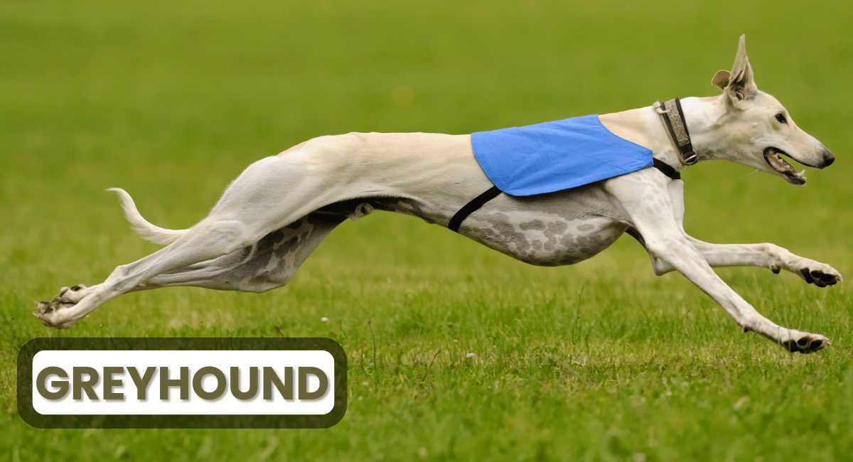 The Greyhound is renowned for being the Fastest Land Animals breed of domestic dog, capable of reaching impressive speeds of up to 45 mph (72 km/h)