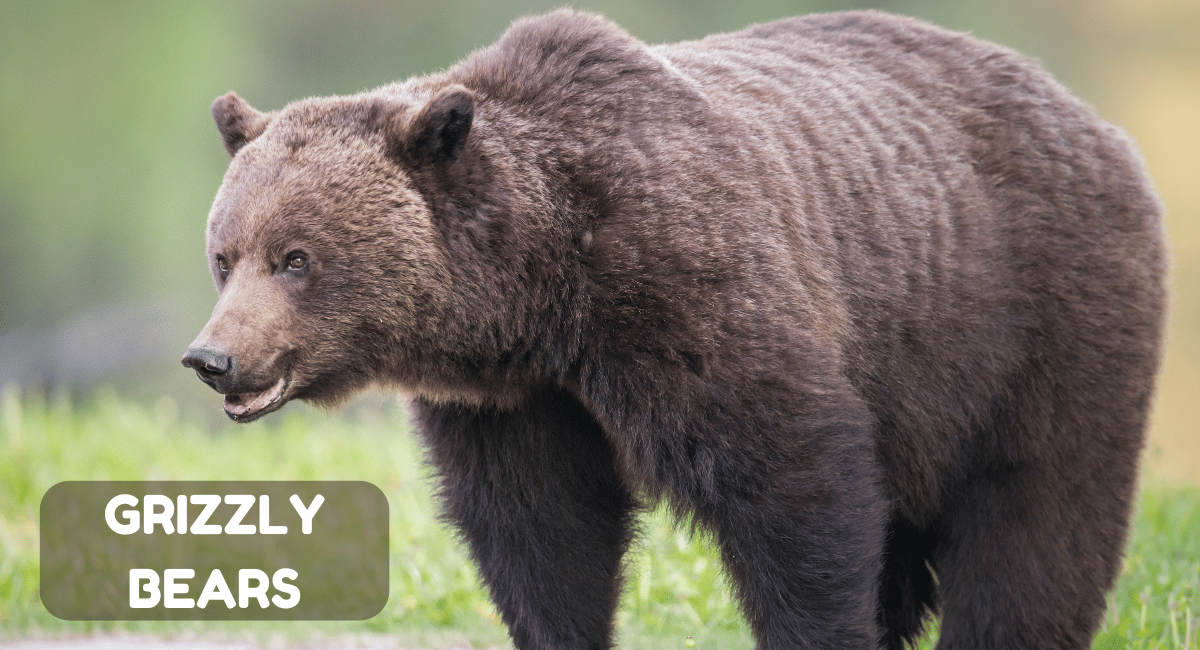 Grizzly bears, scientifically known as Ursus arctos horribilis, are one of the most iconic and powerful mammals found in North America.