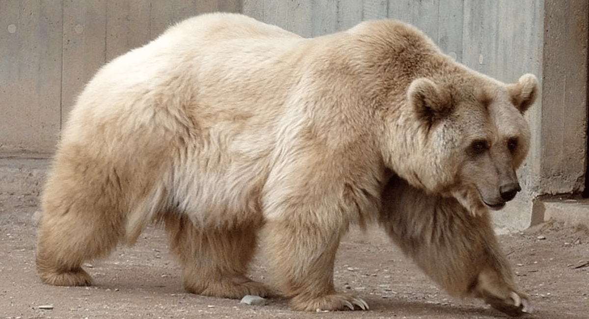 The Grolar bear, a remarkable example of hybrid animals created by humans, results from the mating of a grizzly bear (Ursus arctos) and a polar bear (Ursus maritimus).