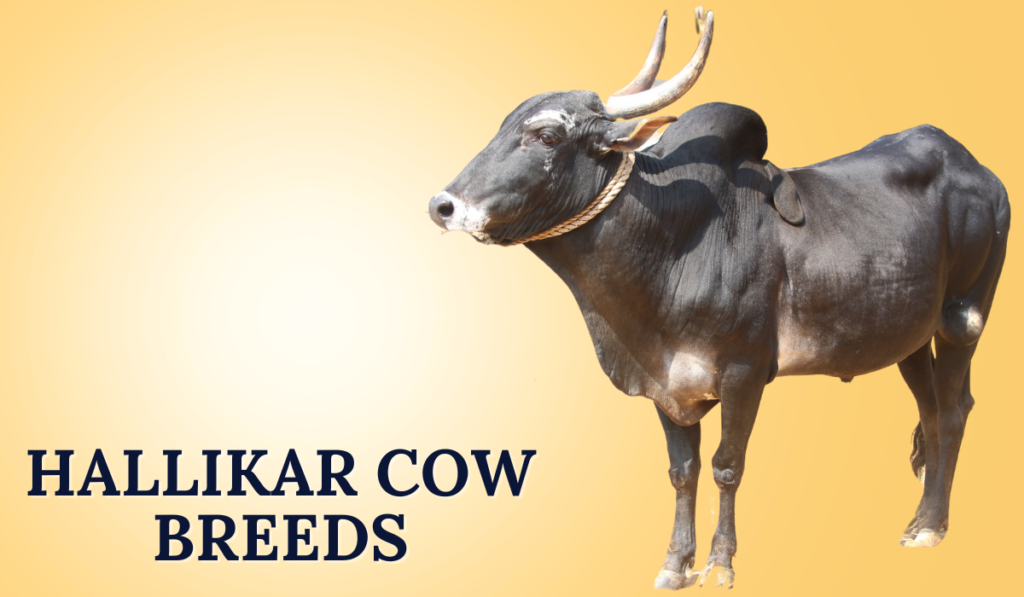 Hallikar Cow Breeds in India | Characteristics, Benefits