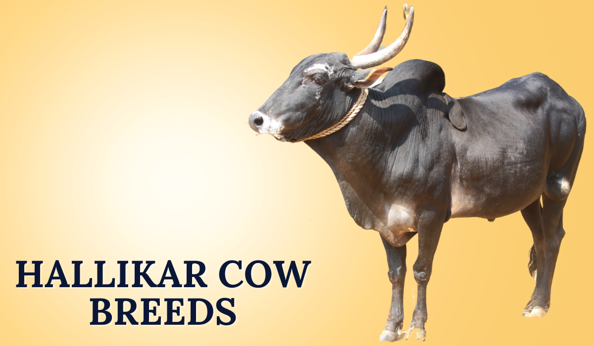 Hallikar Cow Breeds