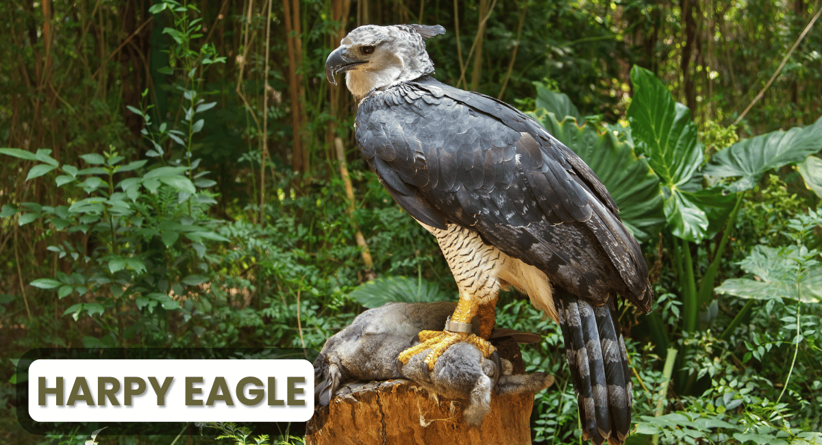 The Harpy Eagle is one of the most powerful and majestic Dangerous Birds of prey in the world, primarily found in the tropical rainforests of Central and South America.