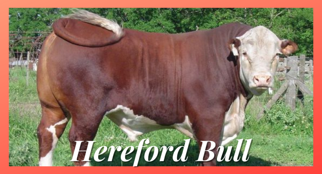 The Hereford bull is one of the most recognized and popular beef breeds in the world