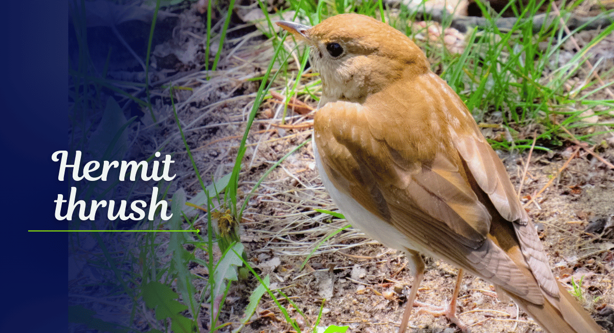 The Hermit Thrush (Catharus guttatus) is a small, migratory songbird