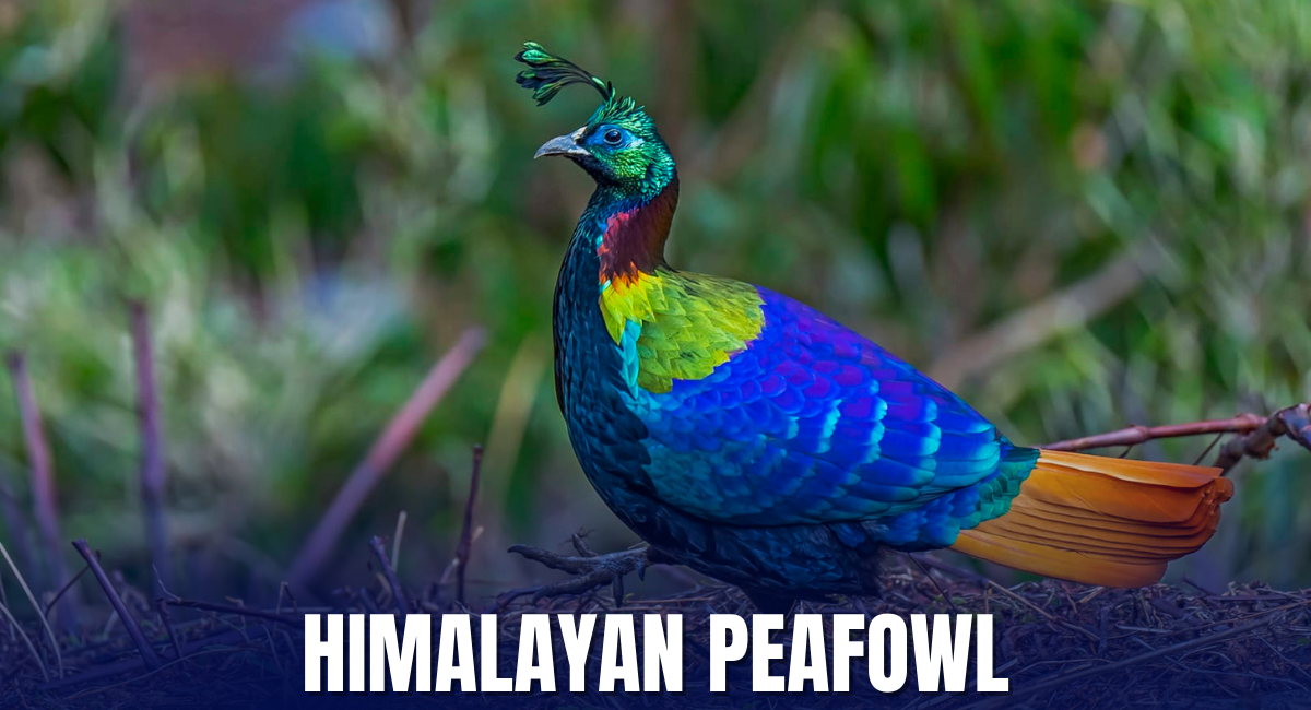 The Himalayan Peafowl, scientifically known as Pavo Himalayensis, is a breathtaking species that stands out among the beautiful and largest peacocks in the world