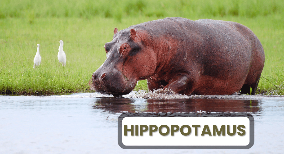 The hippopotamus often referred to simply as the hippo, is one of the largest animals on Earth