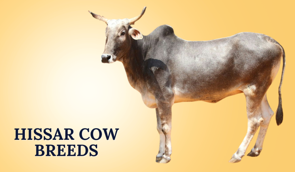 Hissar Cow Breeds