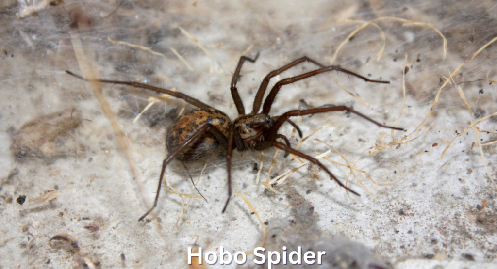 The hobo spider (Eratigena agrestis) is a notable member of the funnel-web spider family