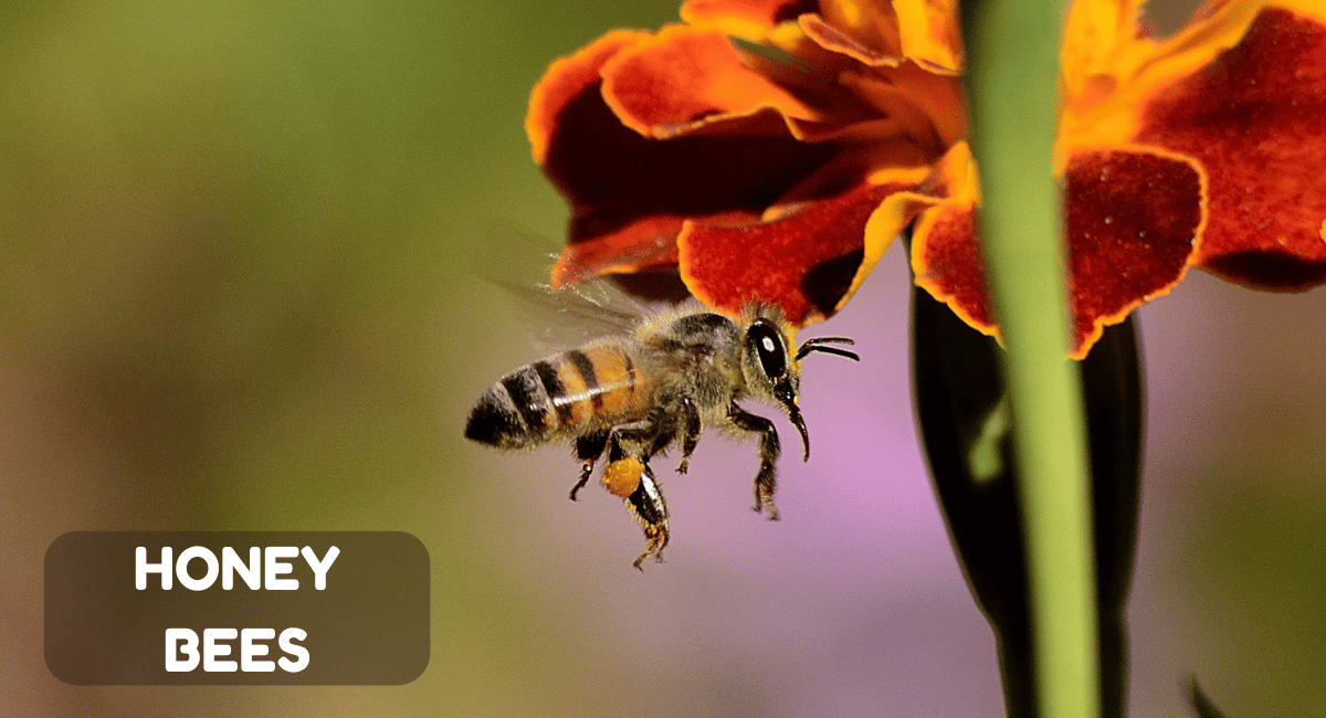 Honey bees are remarkable insects known for their critical role in pollination and honey production.