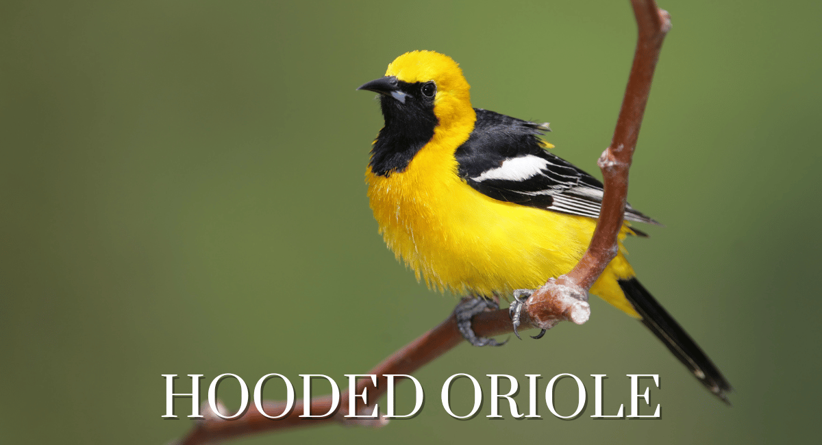 The Hooded Oriole (Icterus cucullatus) is a striking bird known for its vibrant yellow plumage and distinctive black mask