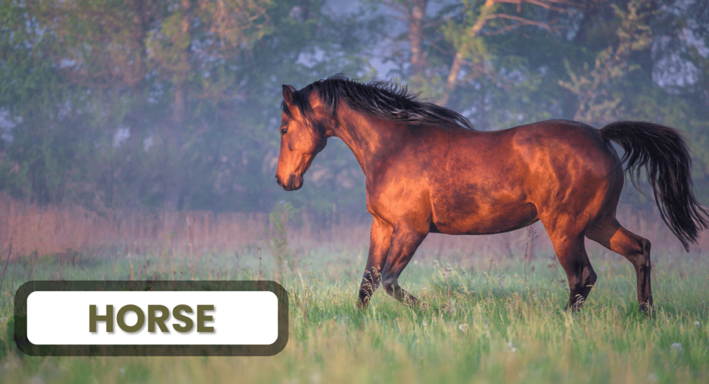 Horses are among the fastest land animals, capable of reaching speeds of up to 40 mph (64 km/h)